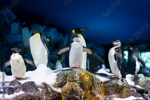 GenerateTrío de especies: pingüinos rey, barbijo y saltarrocas en su reino heladod image