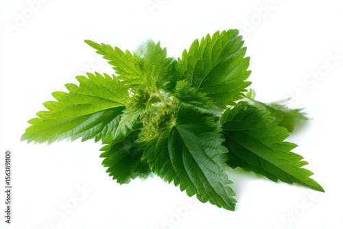 Isolated Nettle Foliage for Botanical and Health Concepts