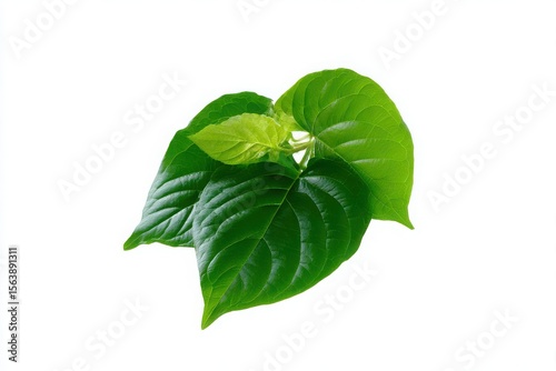 Two Vibrant Betel Leaves Highlighting Natural Wellness
