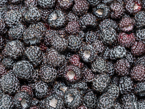 Pile of fresh harvested ripe Black raspberries (Rubus occidentalis L.). Full frame. Harvesting blackberry fruit with green leaves. Organic farming, healthy food, BIO viands, back to nature concept.