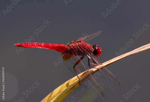 Konstfotografi Close-up of a scarlet dragonfly (Crocothemis erythraea) perched on a plant