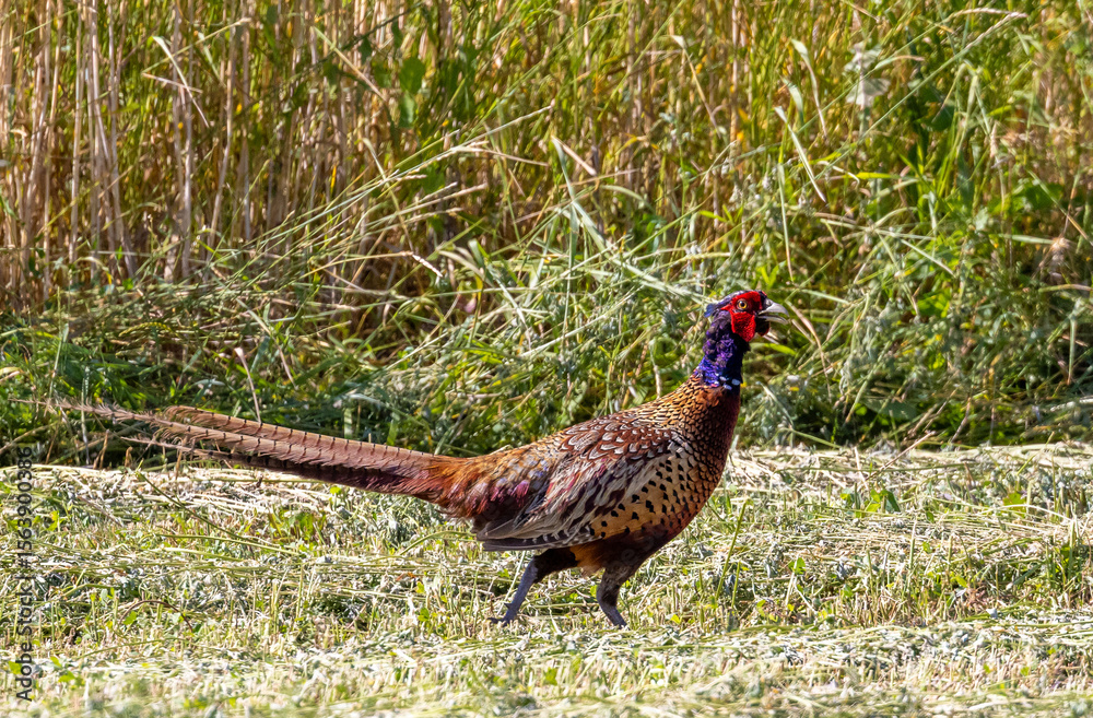 Fototapeta premium A male pheasant (Phasianus colchicus) in the field
