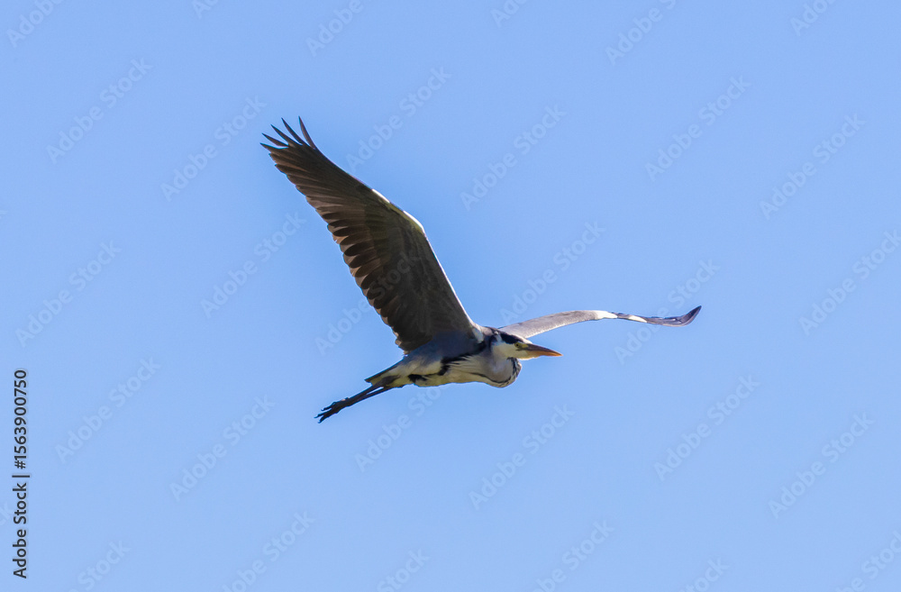 Obraz premium A Gray Heron (Ardea cinerea) in flight on a blue sky background