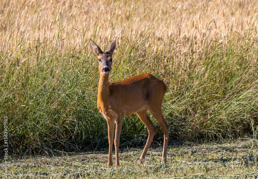 Obraz premium A roe deer in its natural environment