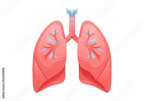 Lungs illustration with trachea red and blue colors on a white background
