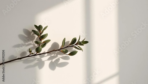 Subtle texture, eucalyptus branch casts soft shadow on minimalist wall,  monochrome,  detail