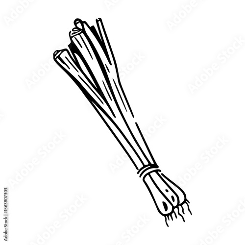 fresh lemongrass bunch clipart