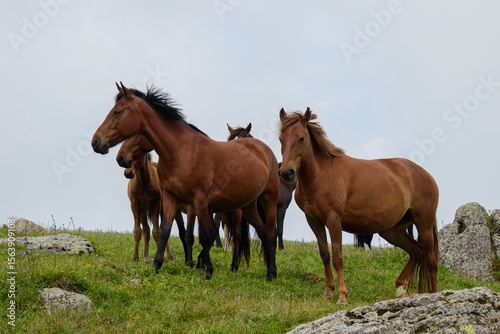 horse in the field
