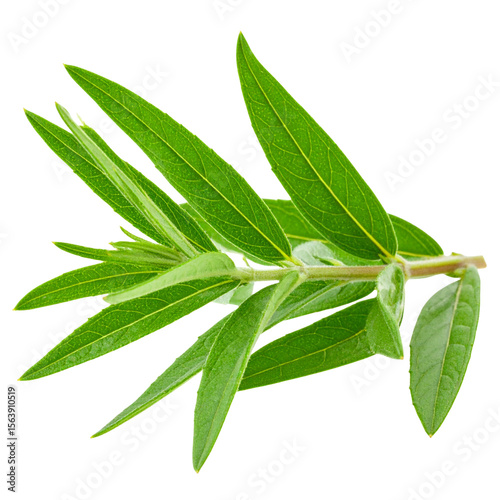 Fresh Green Lemon Verbena Leaves – Isolated on Transparent Background PNG