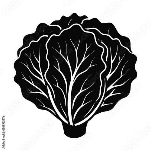 Fresh Lettuce Vector Graphic Black and White Illustration