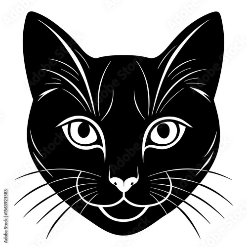 black and white cat
