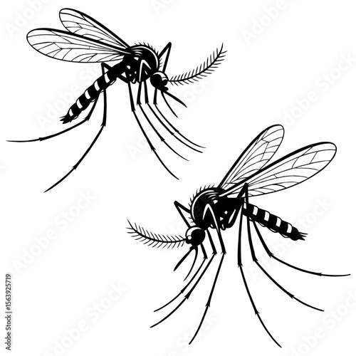 Illustration of two mosquitoes in black and white