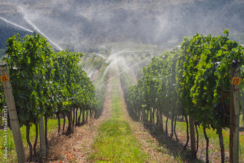irrigating rows of vineyard Okanagan BC Canada 