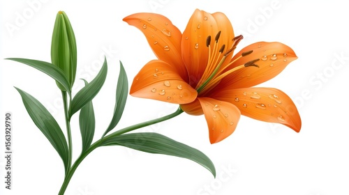 Macro photography of a vibrant orange lily with glistening water droplets