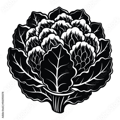 Fresh Cauliflower Vegetable Black and White Illustration