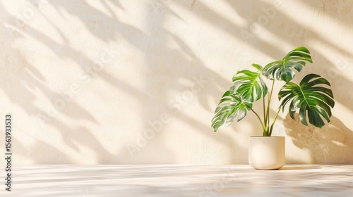Monstera plant in pot on light wall with shadow,Home decor , Indoor plants