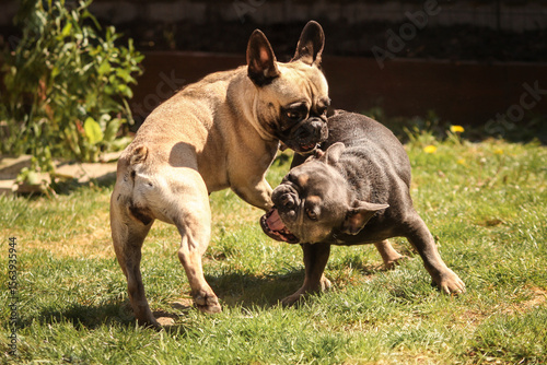 Fototapet french bulldogs play fighting (1)