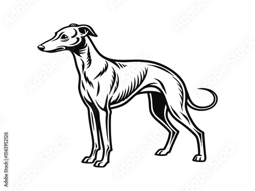 Italian Greyhound dog silhouette vector illustration, pet clipart, black and white animal shape