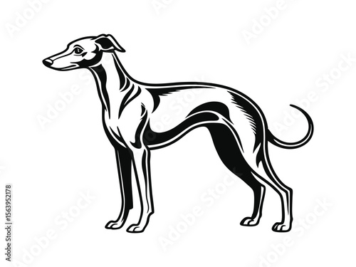 Italian Greyhound dog silhouette vector illustration, pet clipart, black and white animal shape