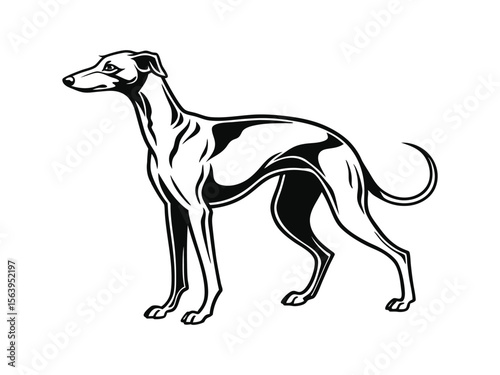 Italian Greyhound dog silhouette vector illustration, pet clipart, black and white animal shape