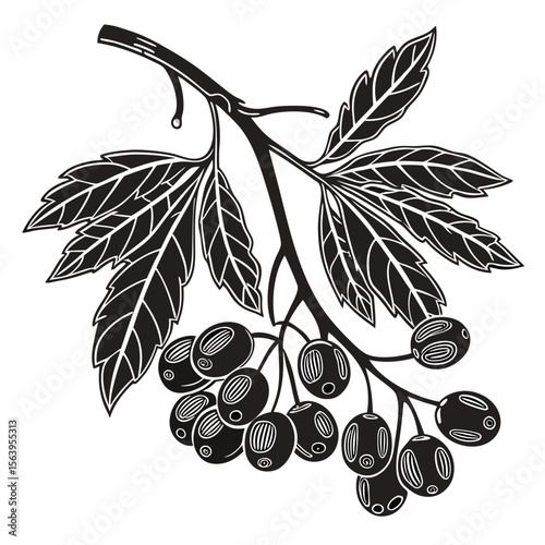  golden raisins vector illustration