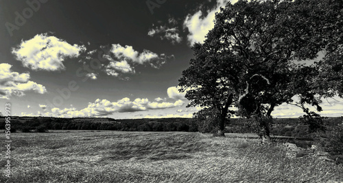 “Beneath a sky of slow-moving cloud, a solitary tree keeps watch over quiet fields,  hush held in monochrome light in, Wilsden, Yorkshire. UK.”