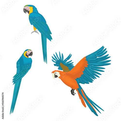scarlett macaw bird with separate white background