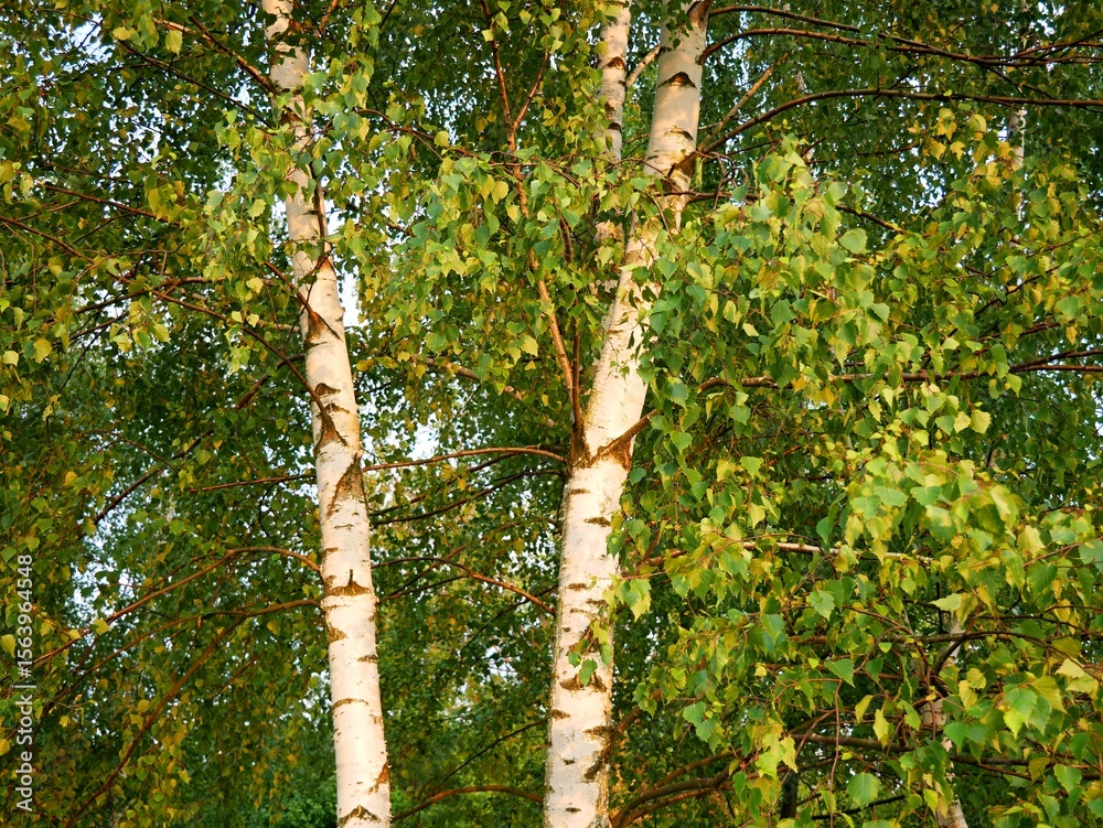 Fototapeta premium birches in the forest