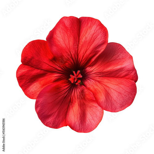 Vibrant red pelargonium flower isolated on transparent background