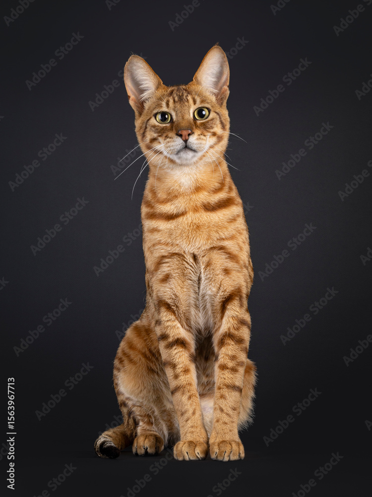 Obraz premium Handsome Savannah cat, sitting up facing front. Looking straight to camera. Isolated on a black background.