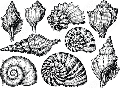 Seashell Silhouette Set: Coastal Shell Illustrations for Design Projects