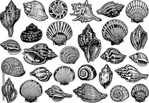 High-Detail Marine Shell Sketch Illustrations