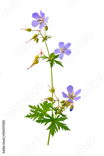 Wild geranium plant flower isolated on white 
