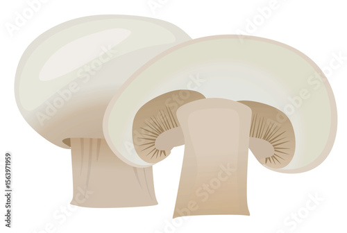 Mushroom champignon on white background. vector	