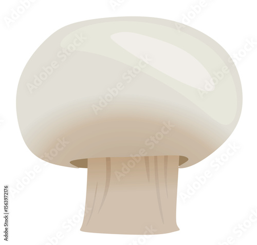Mushroom champignon on white background. vector	