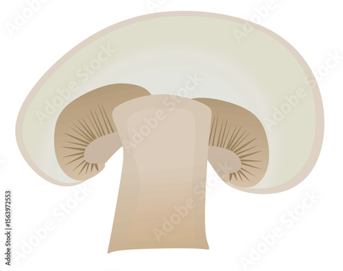 Mushroom champignon on white background. vector	