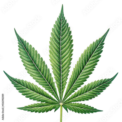 Detailed green cannabis leaf with serrated edges isolated on transparent background