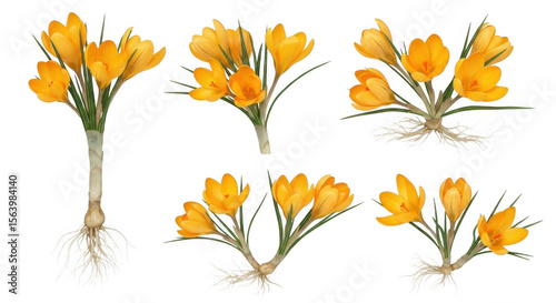 Vibrant Yellow Crocus Flowers with Exposed Roots Perfect for Gardening, Floral Arrangements, and Seasonal Decor, isolated on a transparent background