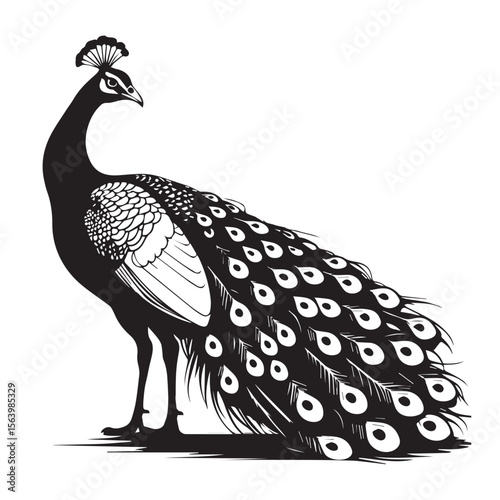 A black peacock with a long, ornate tail of feathers is standing in profile, isolated on white background