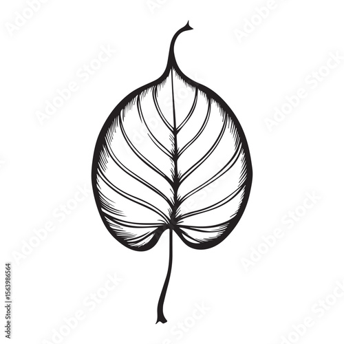 A detailed black and white drawing of a single leaf with prominent veins, isolated on white background