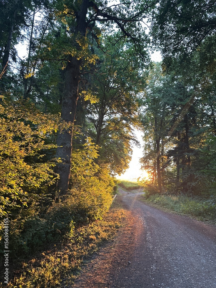 Fototapeta premium road in autumn forest