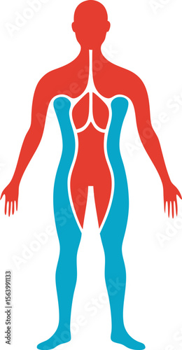 Human anatomy vector art illustration