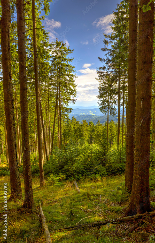 Fototapeta premium forest in the morning