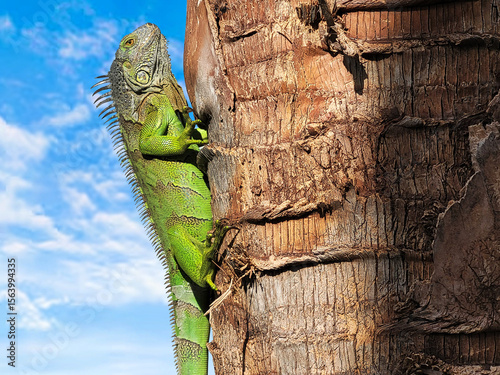 Iguana Verde