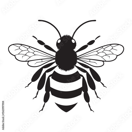 A detailed black and white illustration of a bee with striped abdomen and intricate wings, isolated on white background