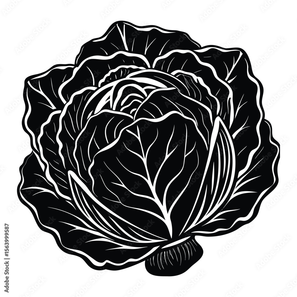 Obraz premium Fresh Cabbage Vegetable Illustration Black and White