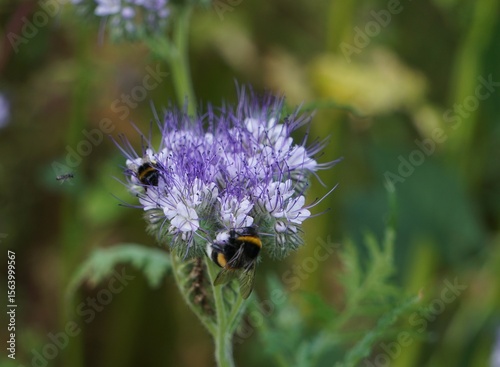 Two large bumblebees met on a phacelia. Hard-working insects pollinating the flower.