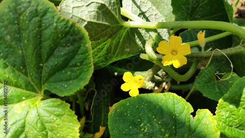pumpkin in the garden, Cucumbers in the garden bed, vegetable garden, harvest, flowering cucumbers
