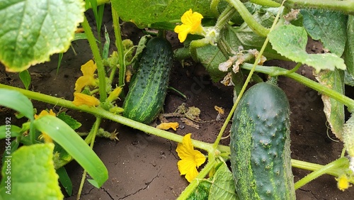 Cucumbers in the garden bed, vegetable garden, harvest, flowering cucumbers