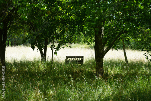 Canvas Print A serene and peaceful natural scene with tall grasses, leafy trees, and a wooden park bench under the shade
